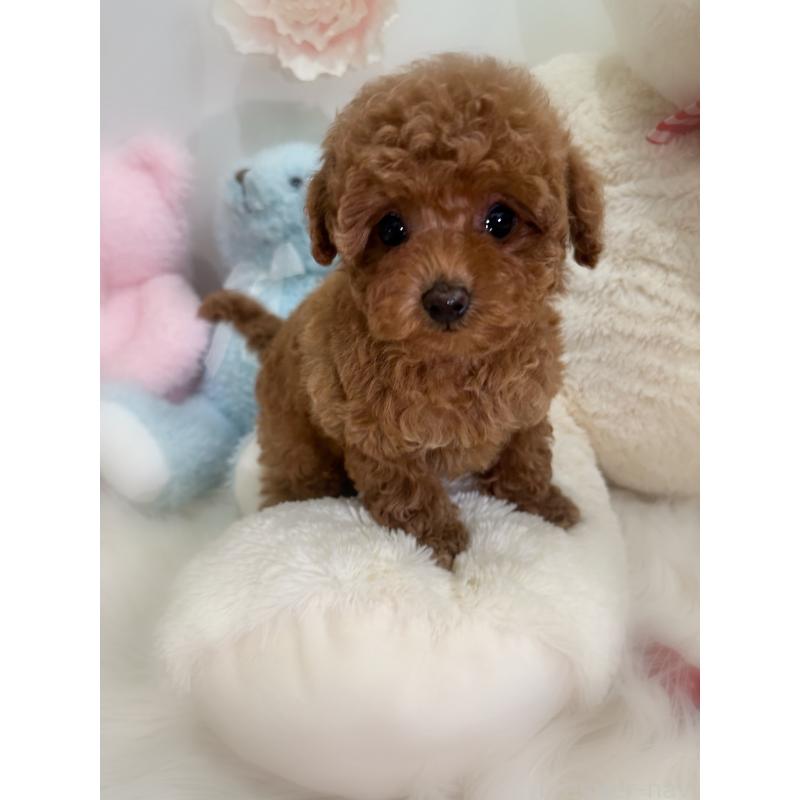 販売中の香川県のタイニープードル-433795の3枚目