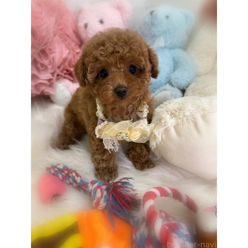 販売中の香川県のタイニープードル-433795の2枚目