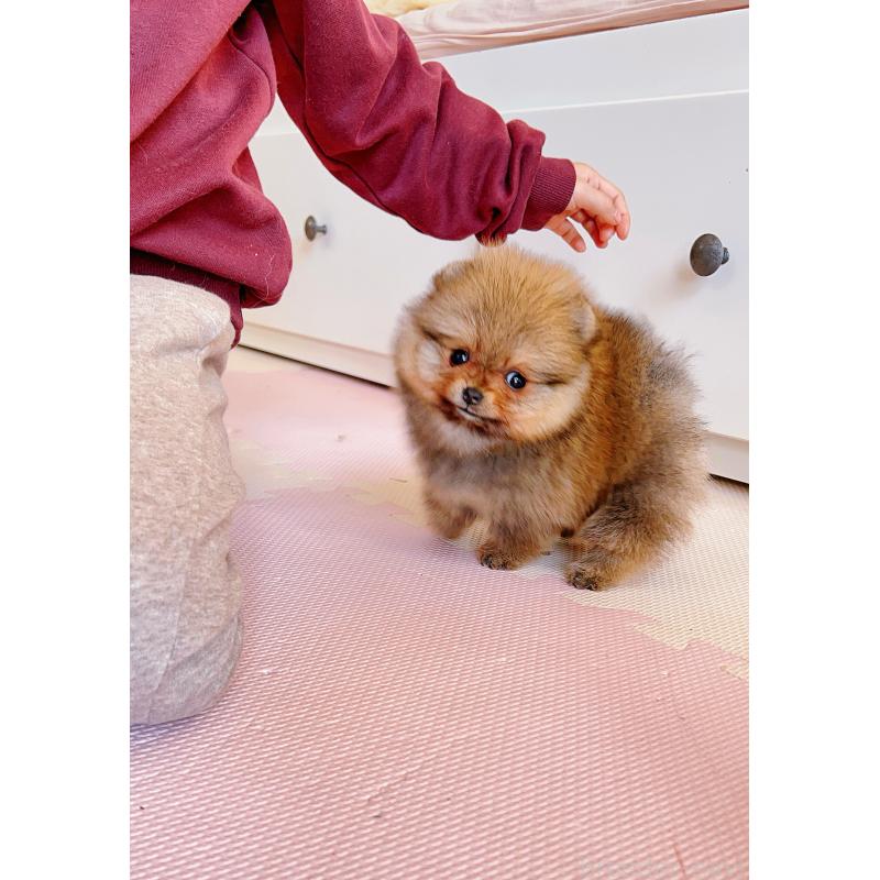 成約済の岐阜県のポメラニアン-428724の10枚目