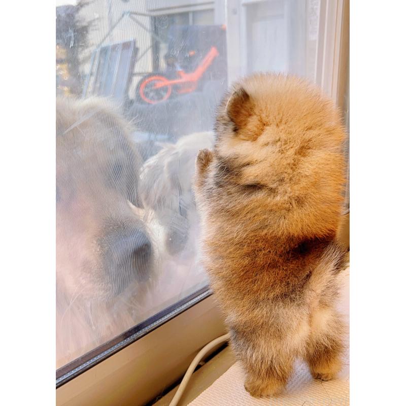 成約済の岐阜県のポメラニアン-428724の9枚目