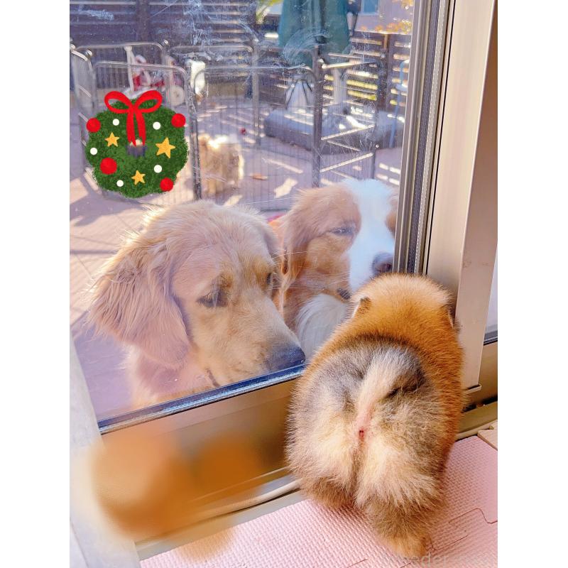 成約済の岐阜県のポメラニアン-428724の6枚目