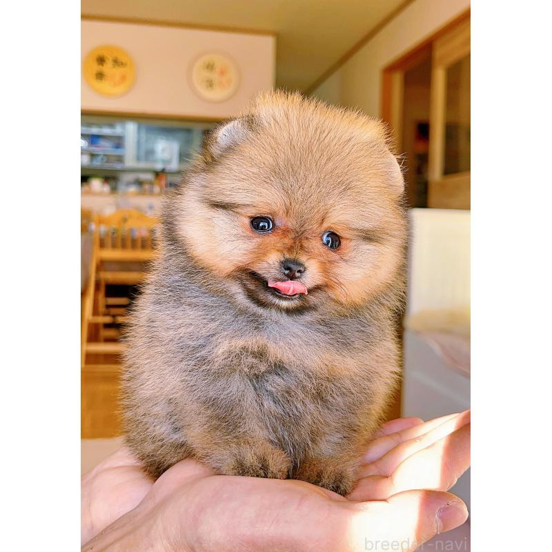 成約済の岐阜県のポメラニアン-428724の5枚目