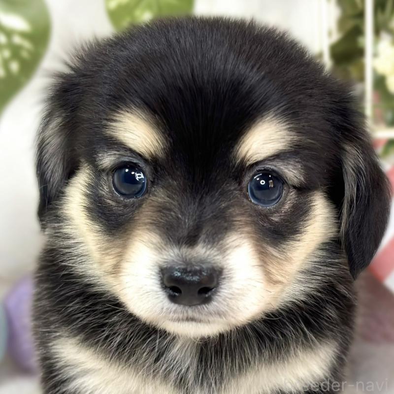 販売中の滋賀県のチワックス:チワワ×ミニチュアダックスフンド-433794の1枚目