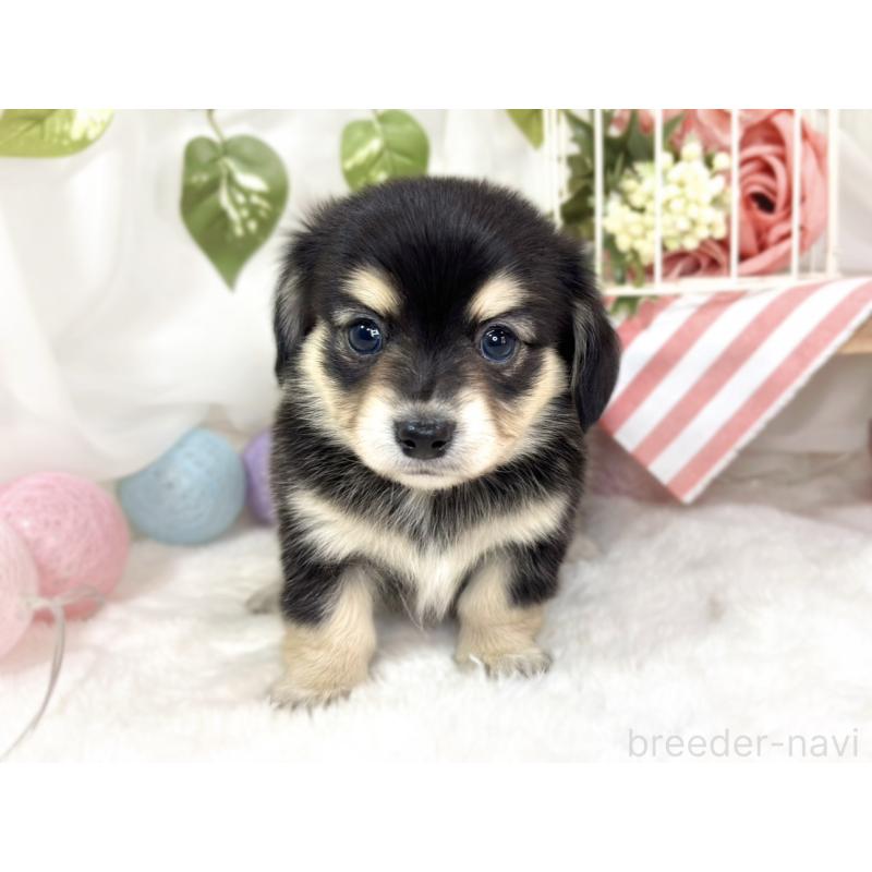 販売中の滋賀県のチワックス:チワワ×ミニチュアダックスフンド-433794の4枚目