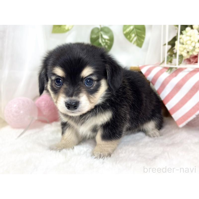 販売中の滋賀県のチワックス:チワワ×ミニチュアダックスフンド-433794の3枚目