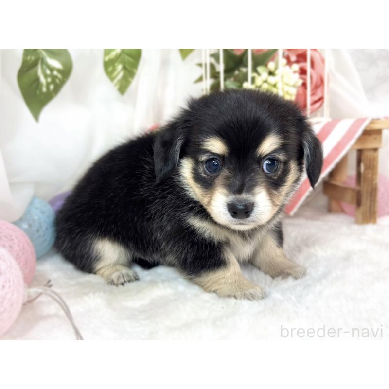 販売中の滋賀県のチワックス:チワワ×ミニチュアダックスフンド-433794の2枚目