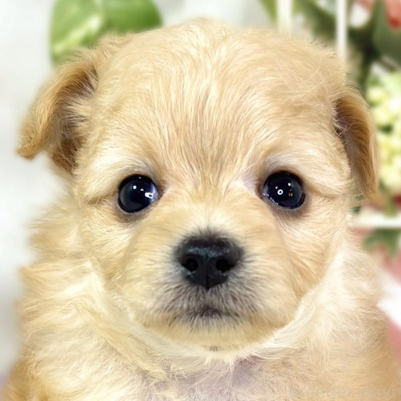 販売中の滋賀県のチワプー:チワワ×トイプードル-433796