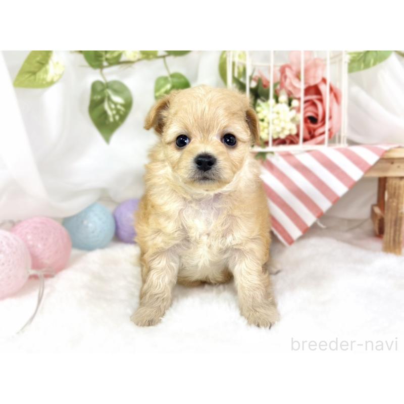 販売中の滋賀県のチワプー:チワワ×トイプードル-433796の4枚目