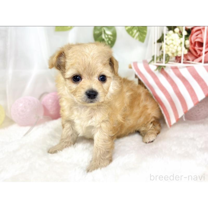 販売中の滋賀県のチワプー:チワワ×トイプードル-433796の3枚目