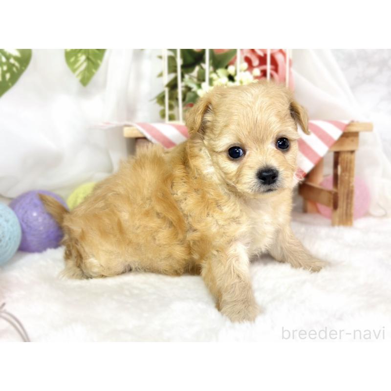 販売中の滋賀県のチワプー:チワワ×トイプードル-433796の2枚目