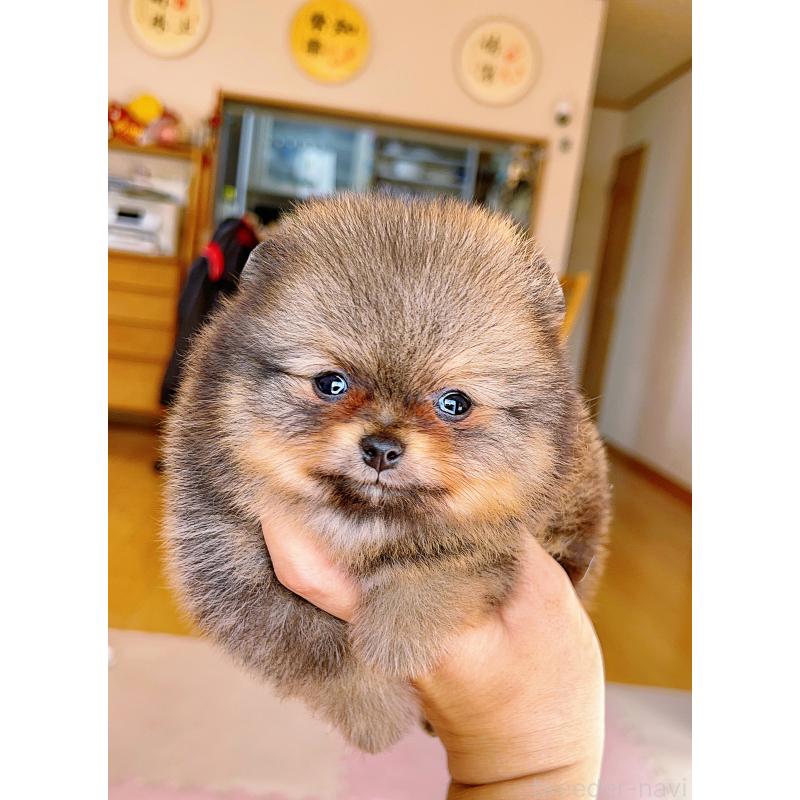 成約済の岐阜県のポメラニアン-431214の8枚目