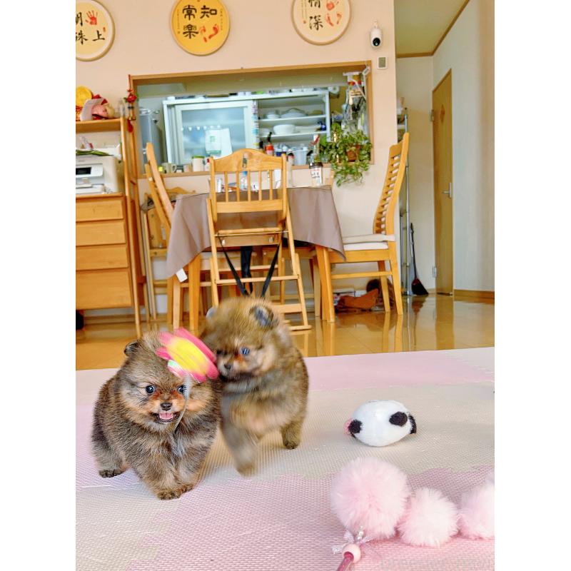 成約済の岐阜県のポメラニアン-431214の7枚目