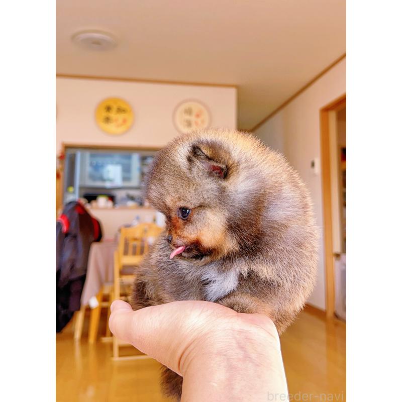 成約済の岐阜県のポメラニアン-431214の6枚目