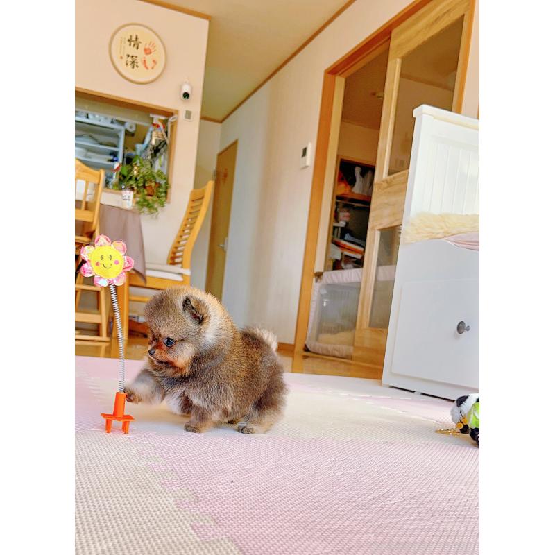 成約済の岐阜県のポメラニアン-431214の5枚目