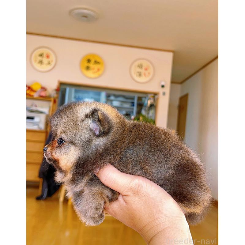 成約済の岐阜県のポメラニアン-431214の3枚目