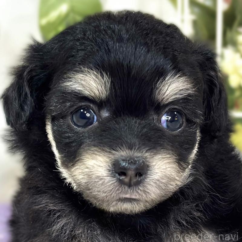 販売中の滋賀県のチワプー:チワワ×トイプードル-433797の1枚目