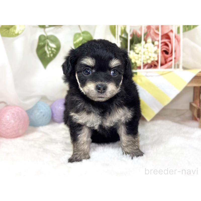 販売中の滋賀県のチワプー:チワワ×トイプードル-433797の3枚目