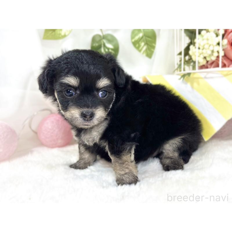 販売中の滋賀県のチワプー:チワワ×トイプードル-433797の4枚目