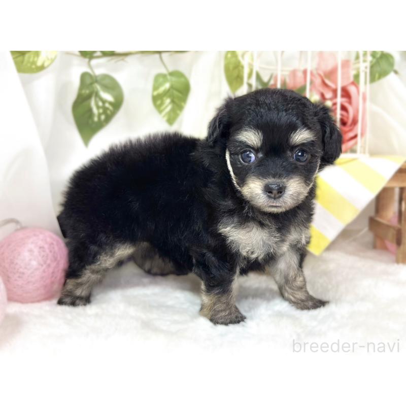 販売中の滋賀県のチワプー:チワワ×トイプードル-433797の2枚目