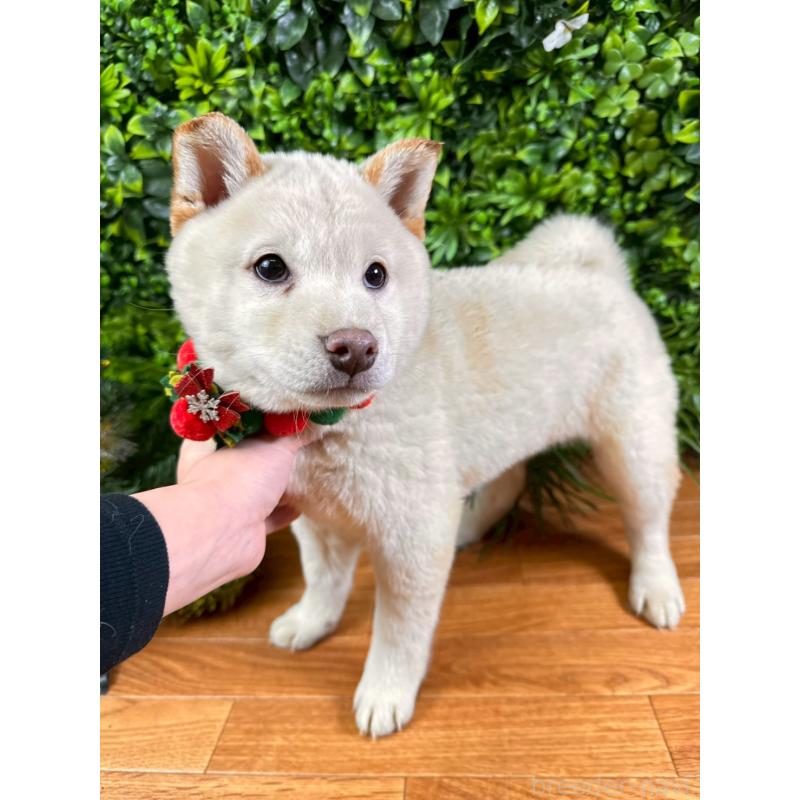 販売中の北海道の柴犬-433798の6枚目