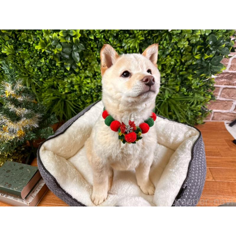 販売中の北海道の柴犬-433798の5枚目