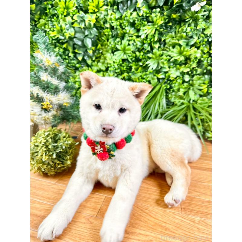 販売中の北海道の柴犬-433798の4枚目