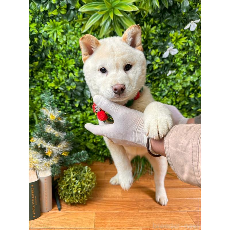 販売中の北海道の柴犬-433798の3枚目