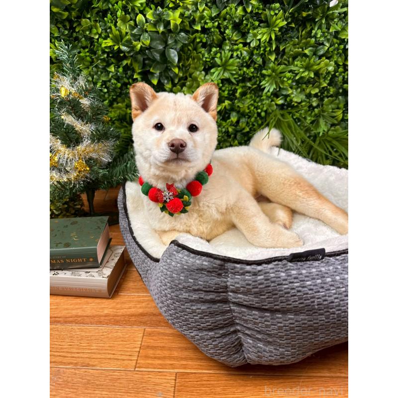 販売中の北海道の柴犬-433798の2枚目