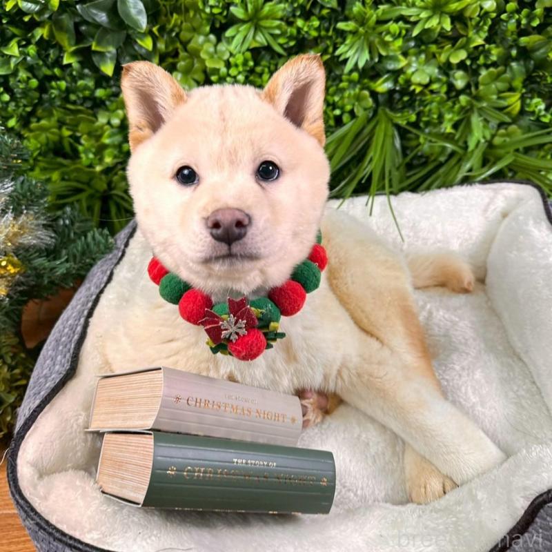 販売中の北海道の柴犬-433798の1枚目