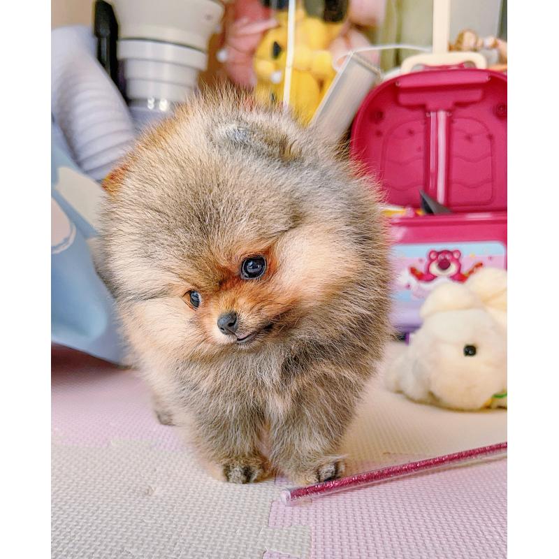 販売中の岐阜県のポメラニアン-425684の11枚目