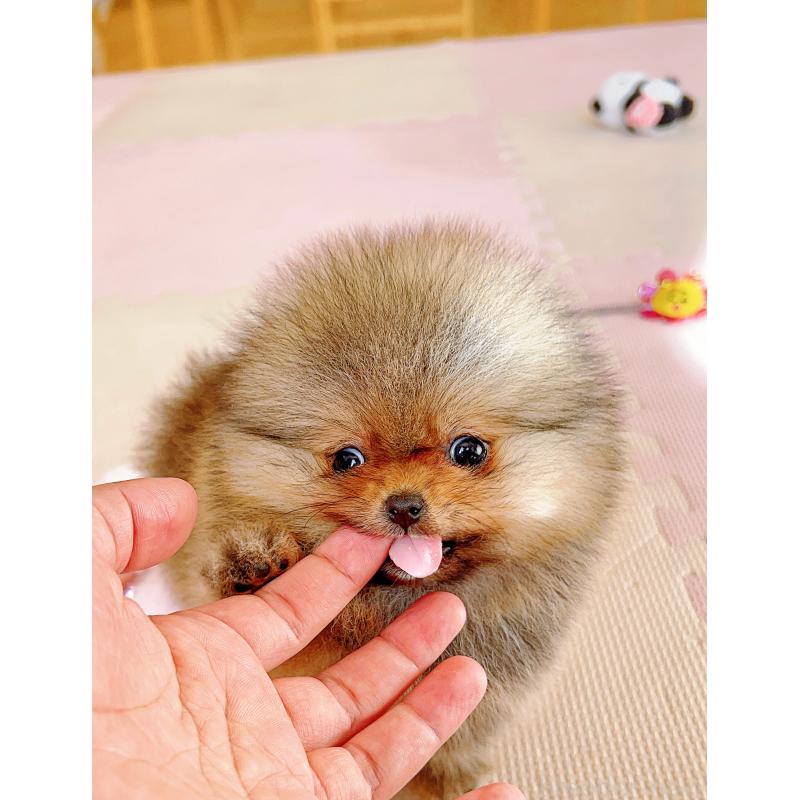 販売中の岐阜県のポメラニアン-425684の10枚目