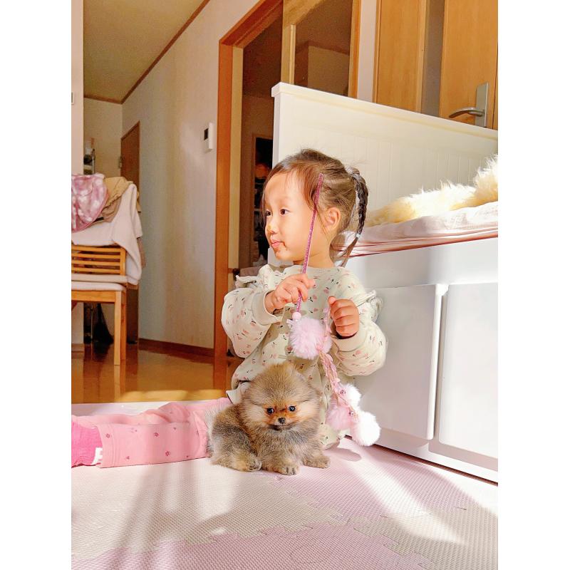 販売中の岐阜県のポメラニアン-425684の9枚目