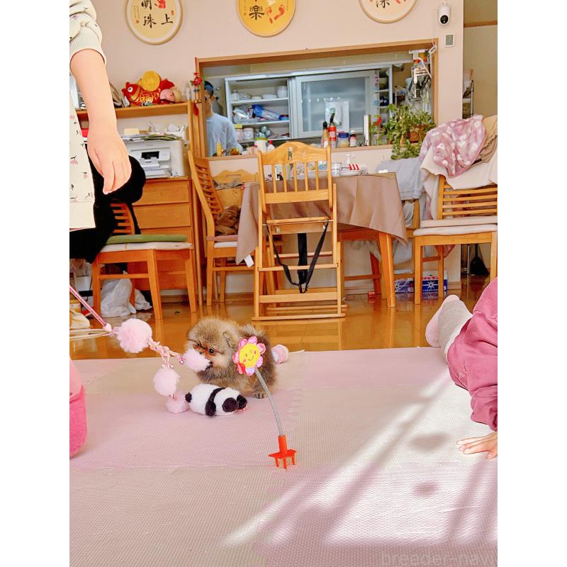 販売中の岐阜県のポメラニアン-425684の8枚目