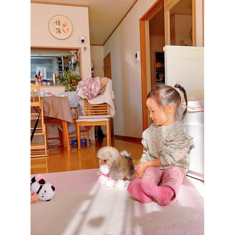 販売中の岐阜県のポメラニアン-425684の7枚目