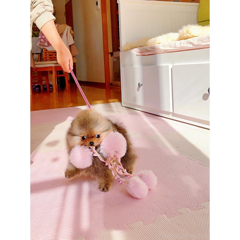 販売中の岐阜県のポメラニアン-425684の6枚目