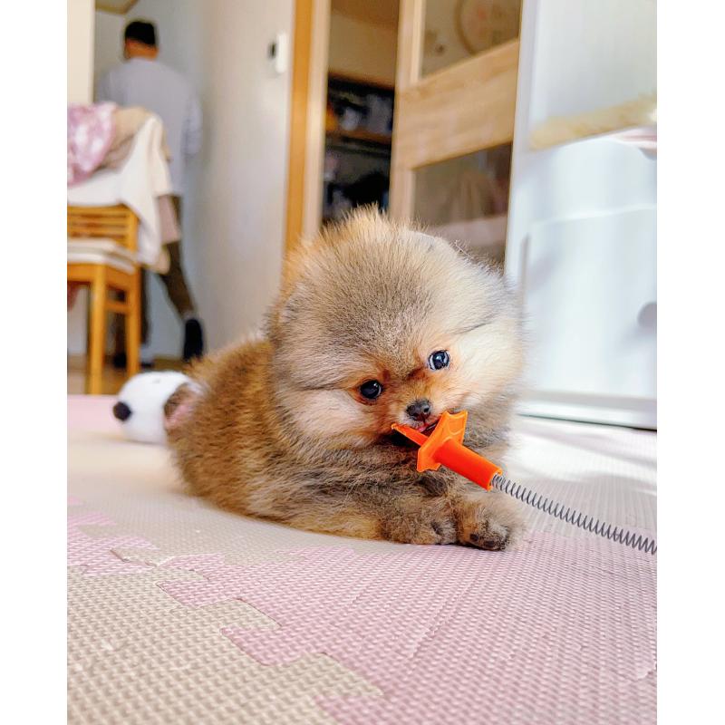 販売中の岐阜県のポメラニアン-425684の5枚目