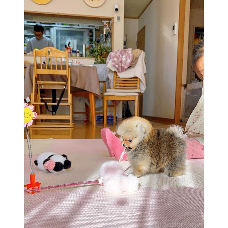 販売中の岐阜県のポメラニアン-425684の4枚目