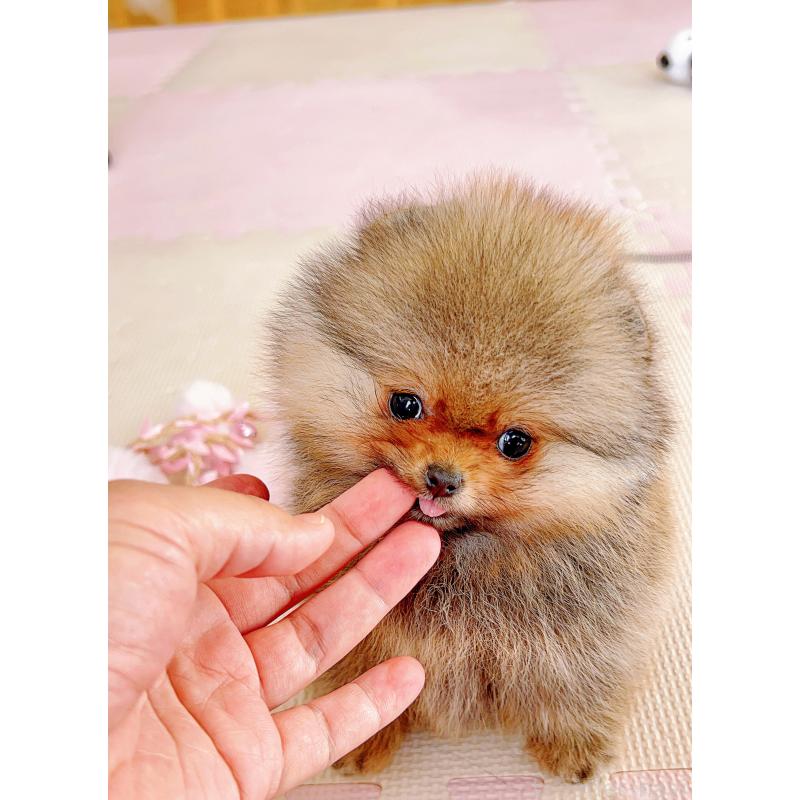 販売中の岐阜県のポメラニアン-425684の3枚目