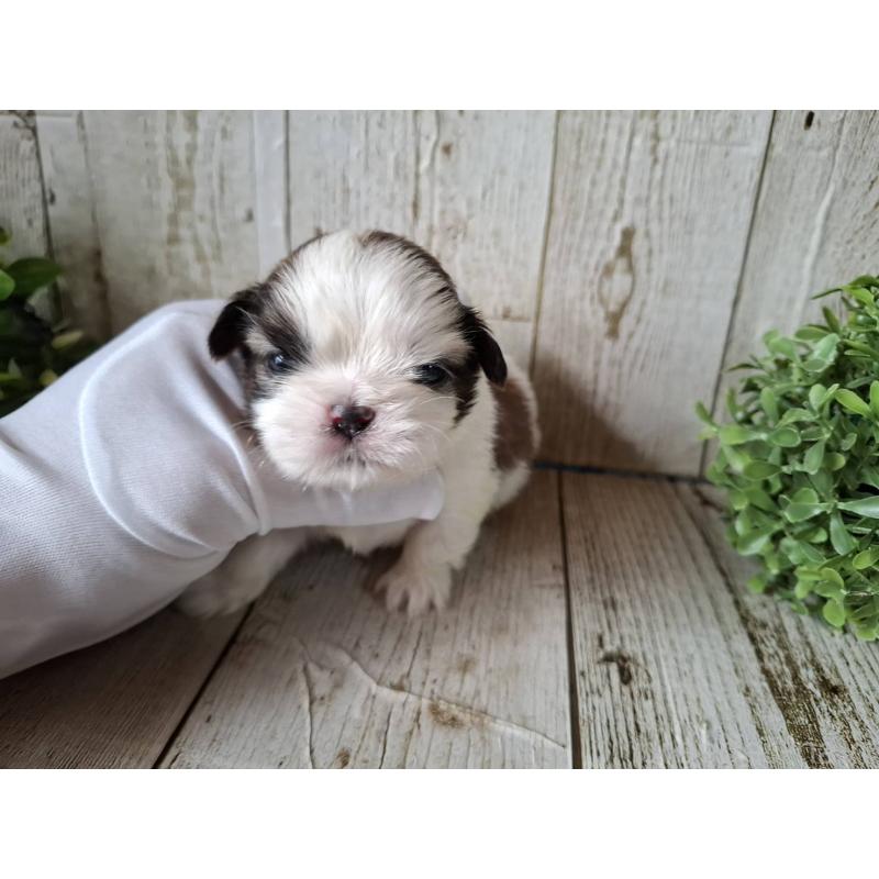 販売中の千葉県のシーズー-433799の10枚目