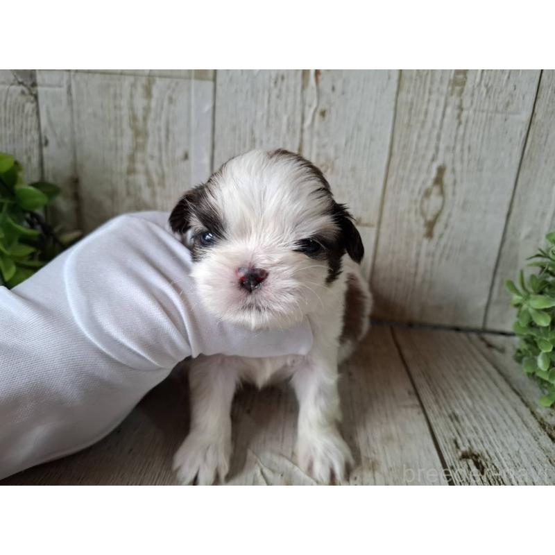 販売中の千葉県のシーズー-433799の9枚目