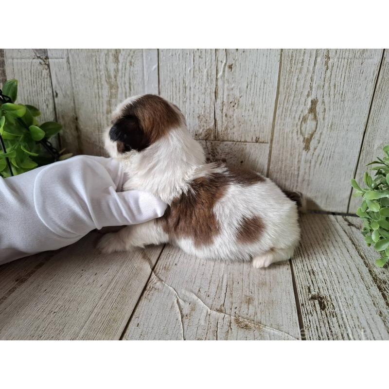 販売中の千葉県のシーズー-433799の8枚目