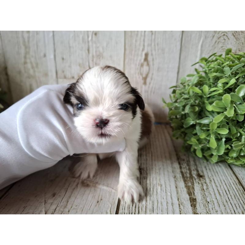 販売中の千葉県のシーズー-433799の7枚目