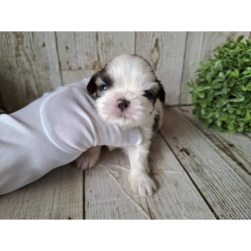 販売中の千葉県のシーズー-433799の6枚目