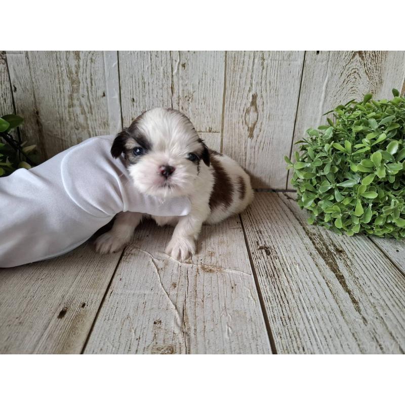 販売中の千葉県のシーズー-433799の5枚目