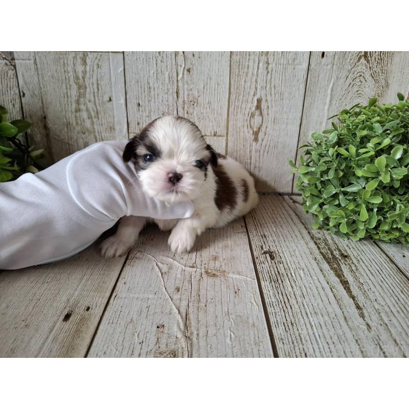 販売中の千葉県のシーズー-433799の4枚目