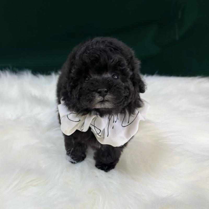 販売中の広島県のタイニープードル-433800の1枚目