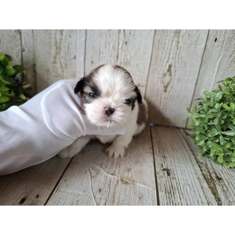 販売中の千葉県のシーズー-433799の3枚目