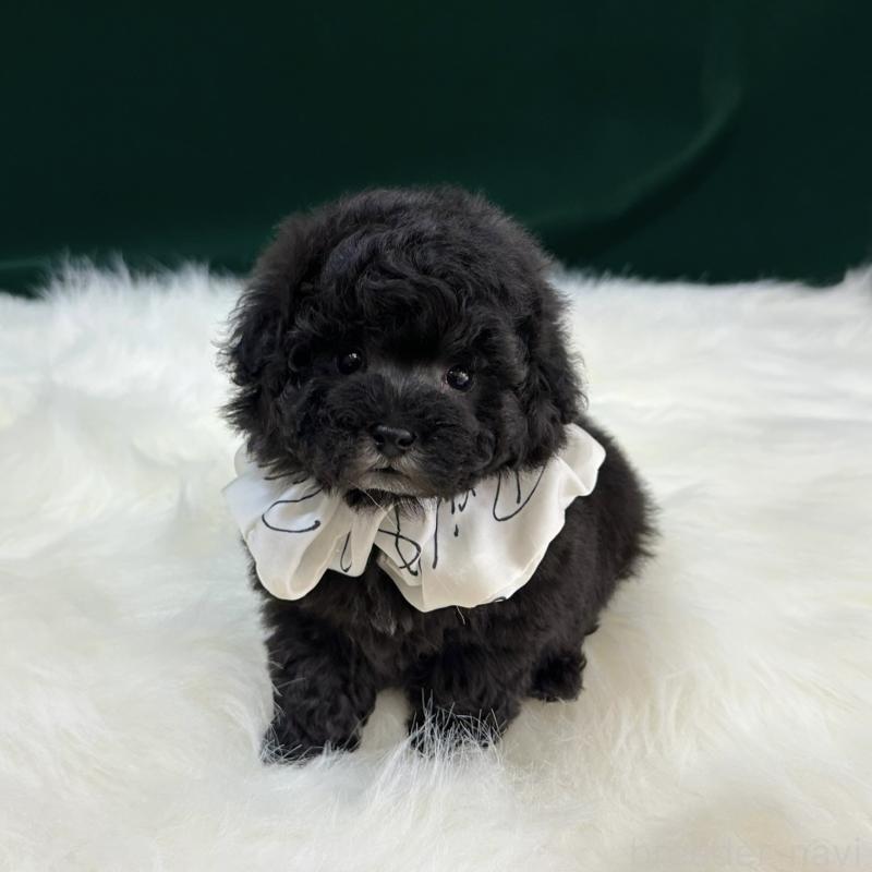 販売中の広島県のタイニープードル-433800の4枚目