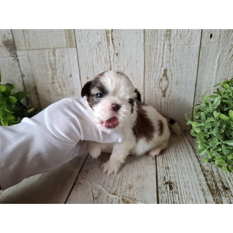 販売中の千葉県のシーズー-433799の2枚目