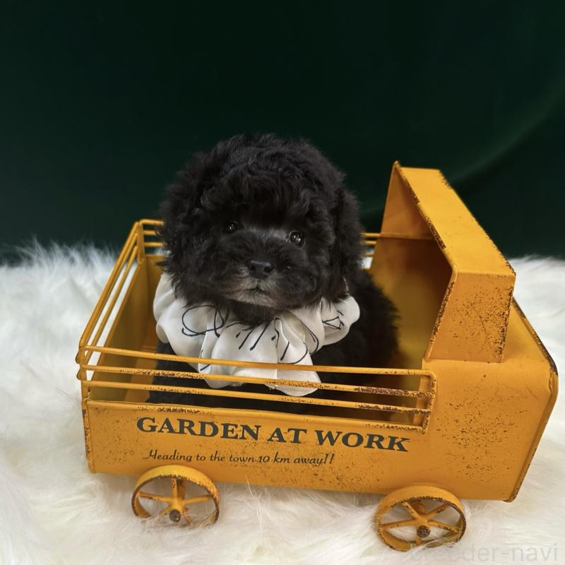 販売中の広島県のタイニープードル-433800の3枚目